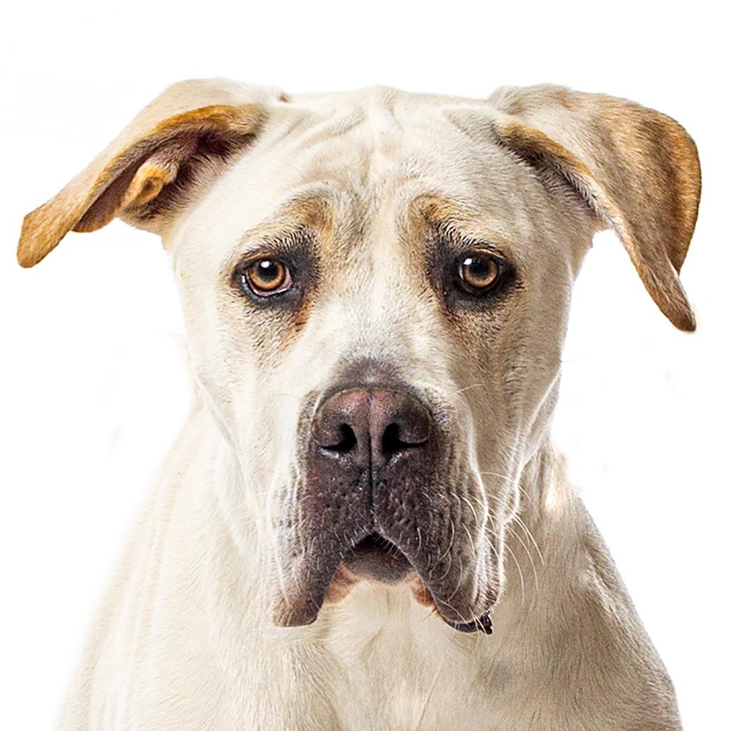 Enlarge Minnie, a Adoptable mixed breed in Reno, NV image 5/6