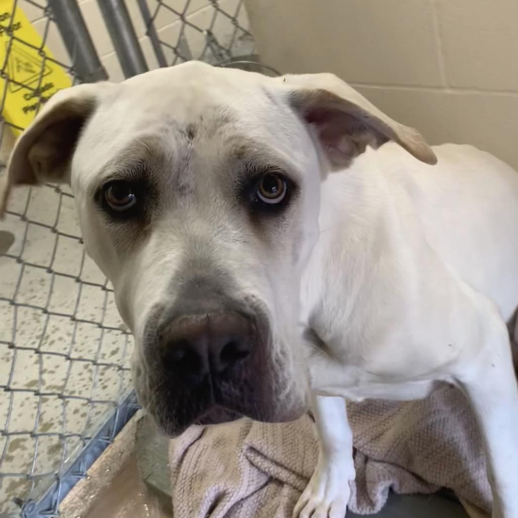 Enlarge Minnie, a Adoptable mixed breed in Reno, NV image 6/6