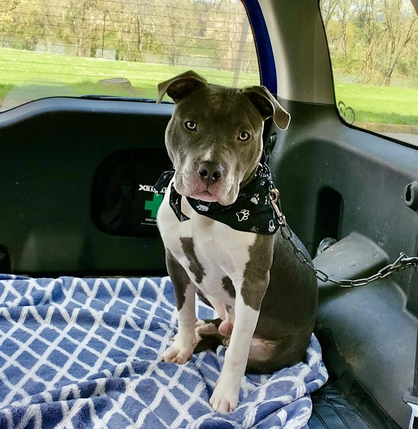 Axl, a Adoptable mixed breed in Roseburg, OR image 2/3