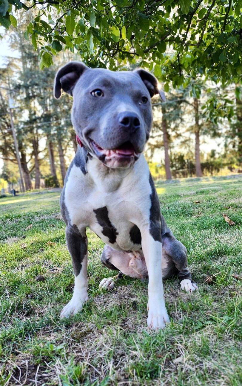 Axl, a Adoptable mixed breed in Roseburg, OR image 3/3
