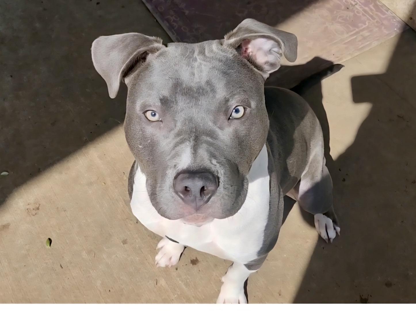 Axl, Adoptable, Young Male American Staffordshire Terrier & Pit Bull Terrier.