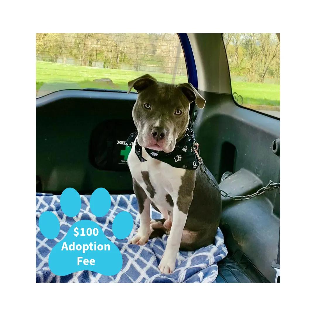 Axl, Adoptable, Young Male American Staffordshire Terrier & Pit Bull Terrier.