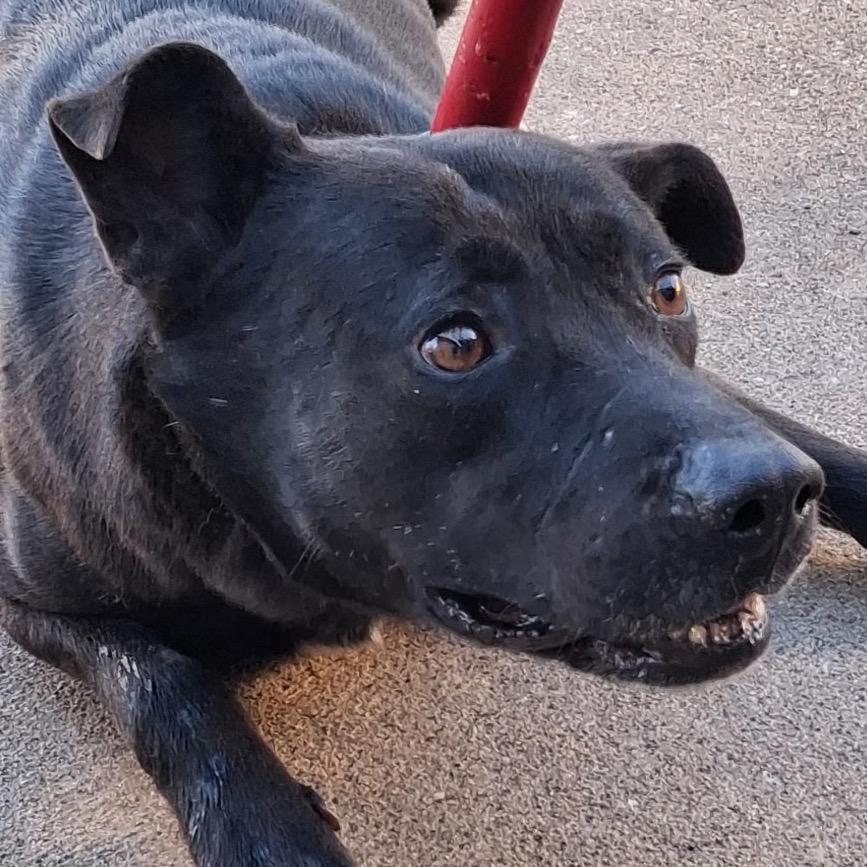 Enlarge Scar, a Adoptable Pit Bull Terrier in Lufkin, TX image 1/1