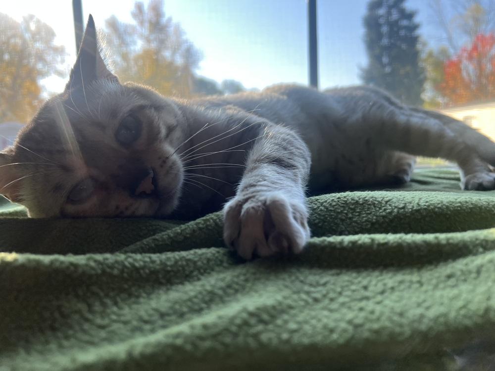 Kashmir, Adoptable, Adult Male Domestic Short Hair.