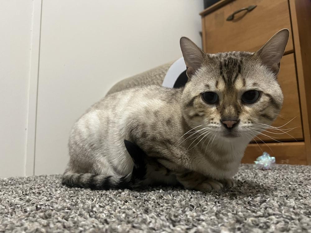 Enlarge Kashmir, a Adoptable Domestic Short Hair in Clinton Township, MI image 2/6