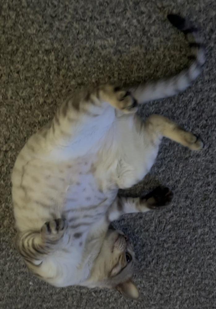 Enlarge Kashmir, a Adoptable Domestic Short Hair in Clinton Township, MI image 3/6