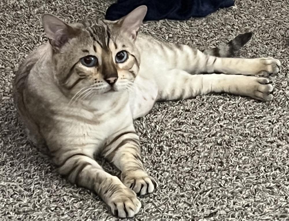 Enlarge Kashmir, a Adoptable Domestic Short Hair in Clinton Township, MI image 4/6