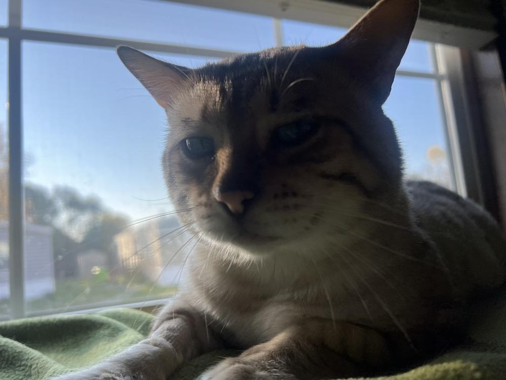 Enlarge Kashmir, a Adoptable Domestic Short Hair in Clinton Township, MI image 5/6