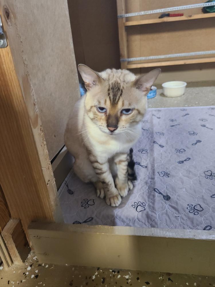 Enlarge Kashmir, a Adoptable Domestic Short Hair in Clinton Township, MI image 6/6