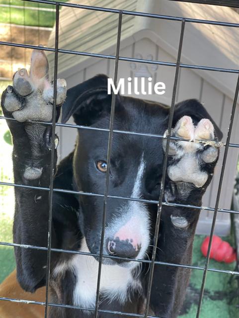Enlarge Millie, a ADOPTABLE mixed breed in Newington, GA image 1/1