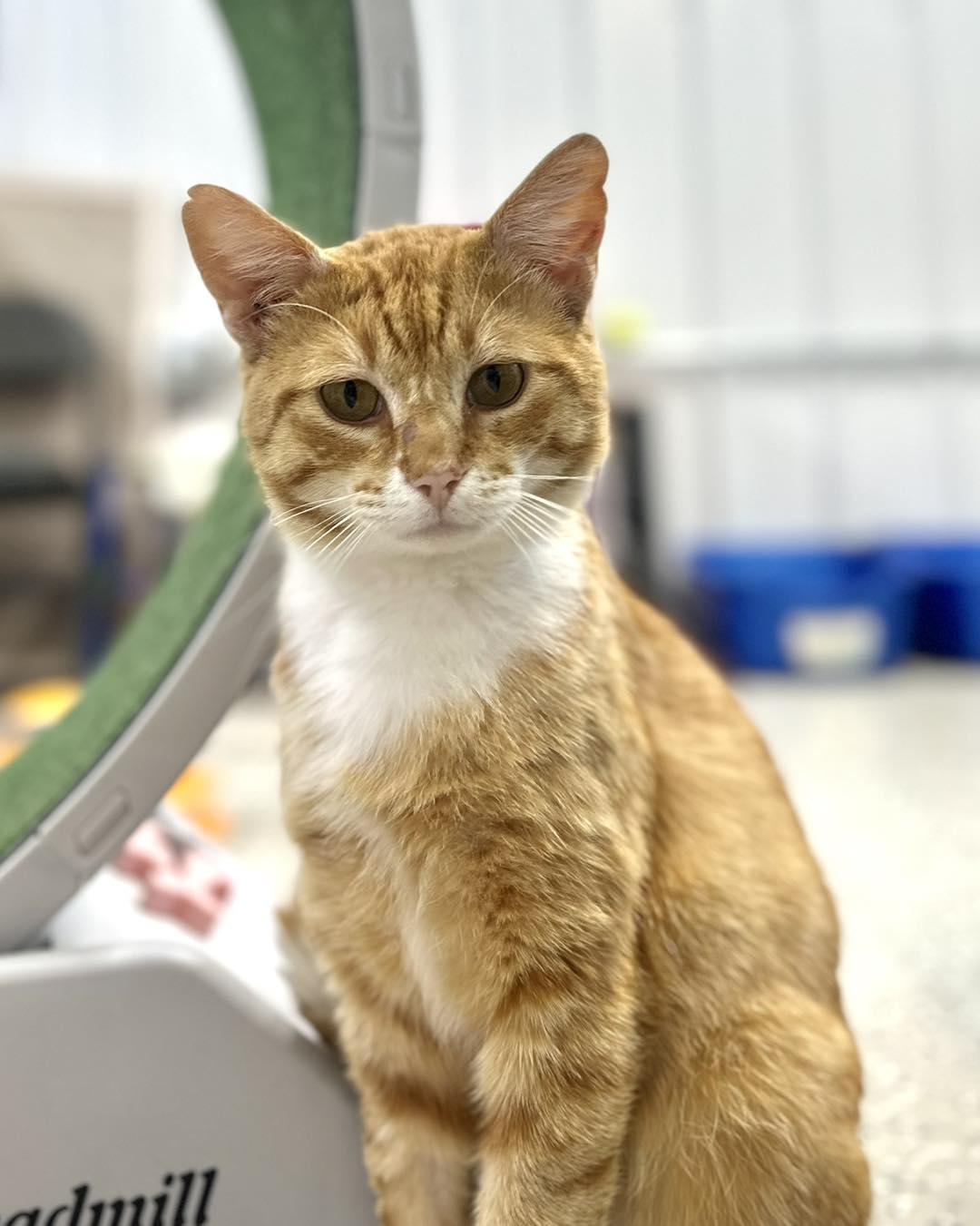 Puss in Boots, Young Male Domestic Short Hair