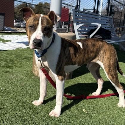 Bones, Adoptable, Adult Male Mixed Breed & Mixed Breed.