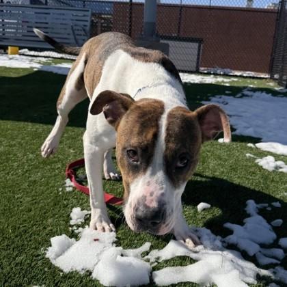 Enlarge Bones, a Adoptable mixed breed in Dallas, TX image 4/6