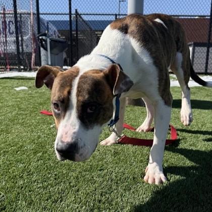 Enlarge Bones, a Adoptable mixed breed in Dallas, TX image 6/6