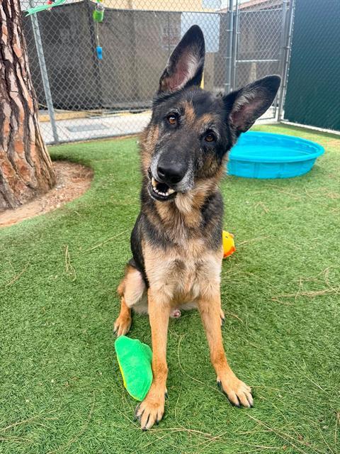 MAX, Adoptable, Adult Male German Shepherd Dog.
