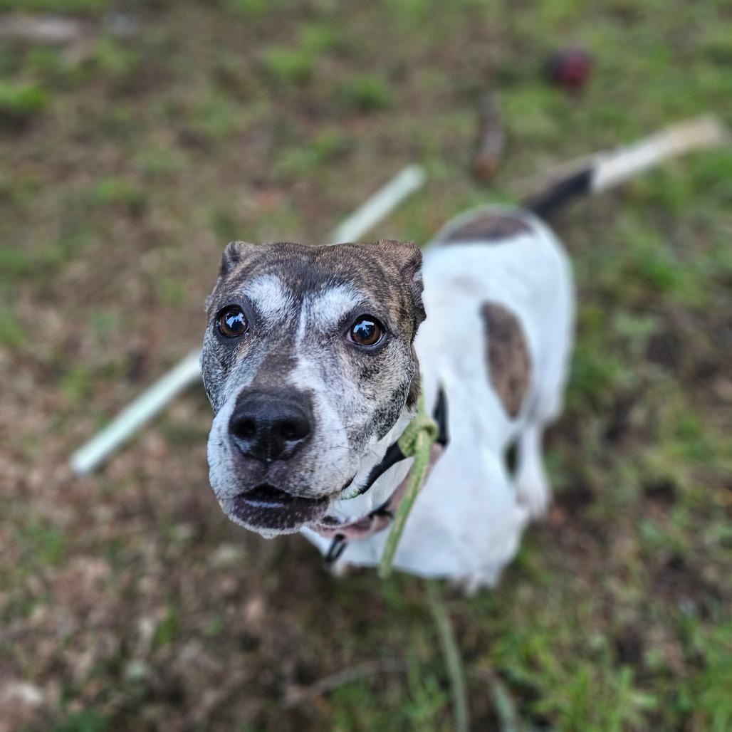 Moxie, Adoptable, Adult Female Staffordshire Bull Terrier & Terrier.