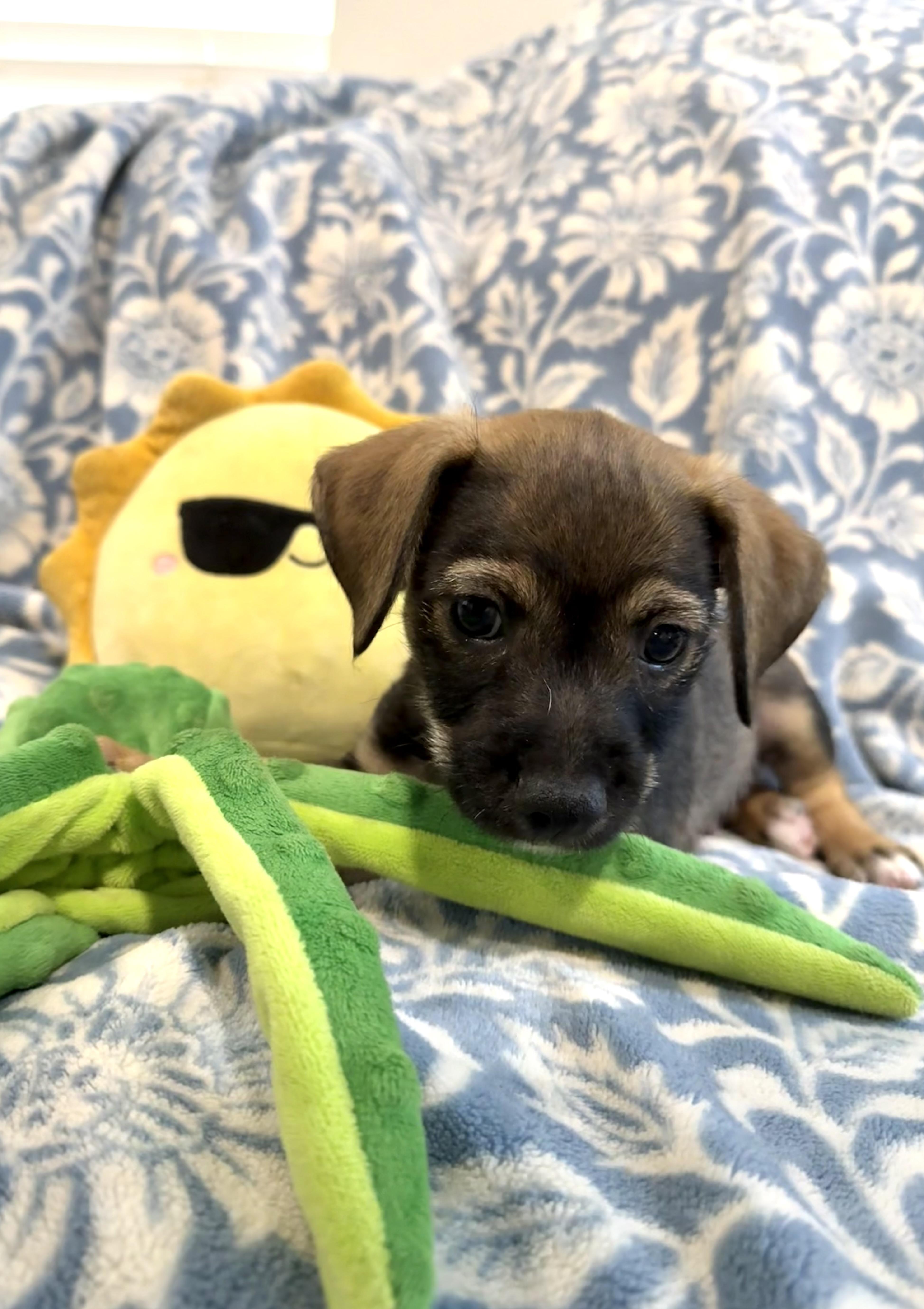 Enlarge Tator the Texas Lil Dude, a Adoptable mixed breed in Niantic , CT image 4/6