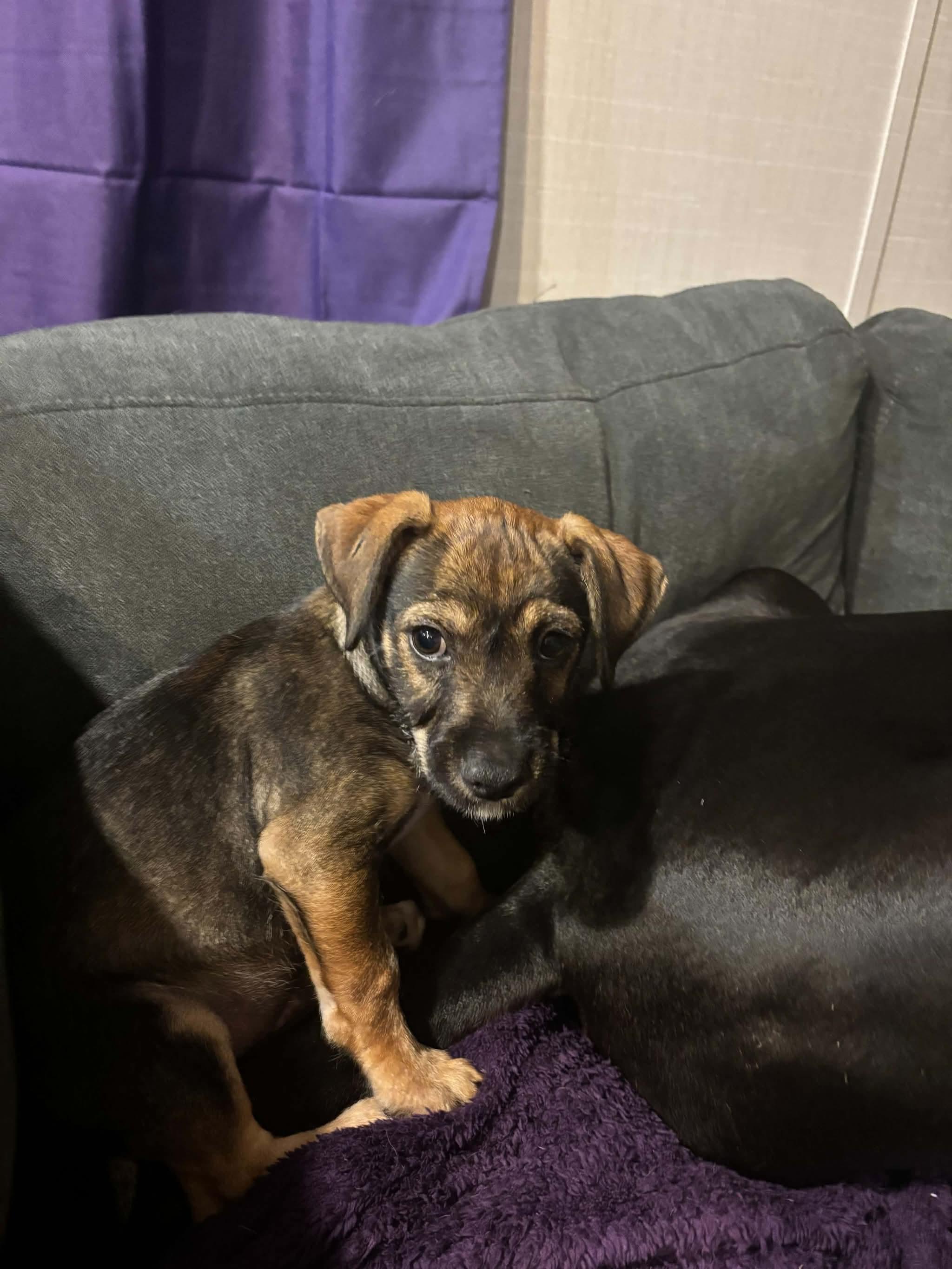 Enlarge Tator the Texas Lil Dude, a Adoptable mixed breed in Niantic , CT image 6/6