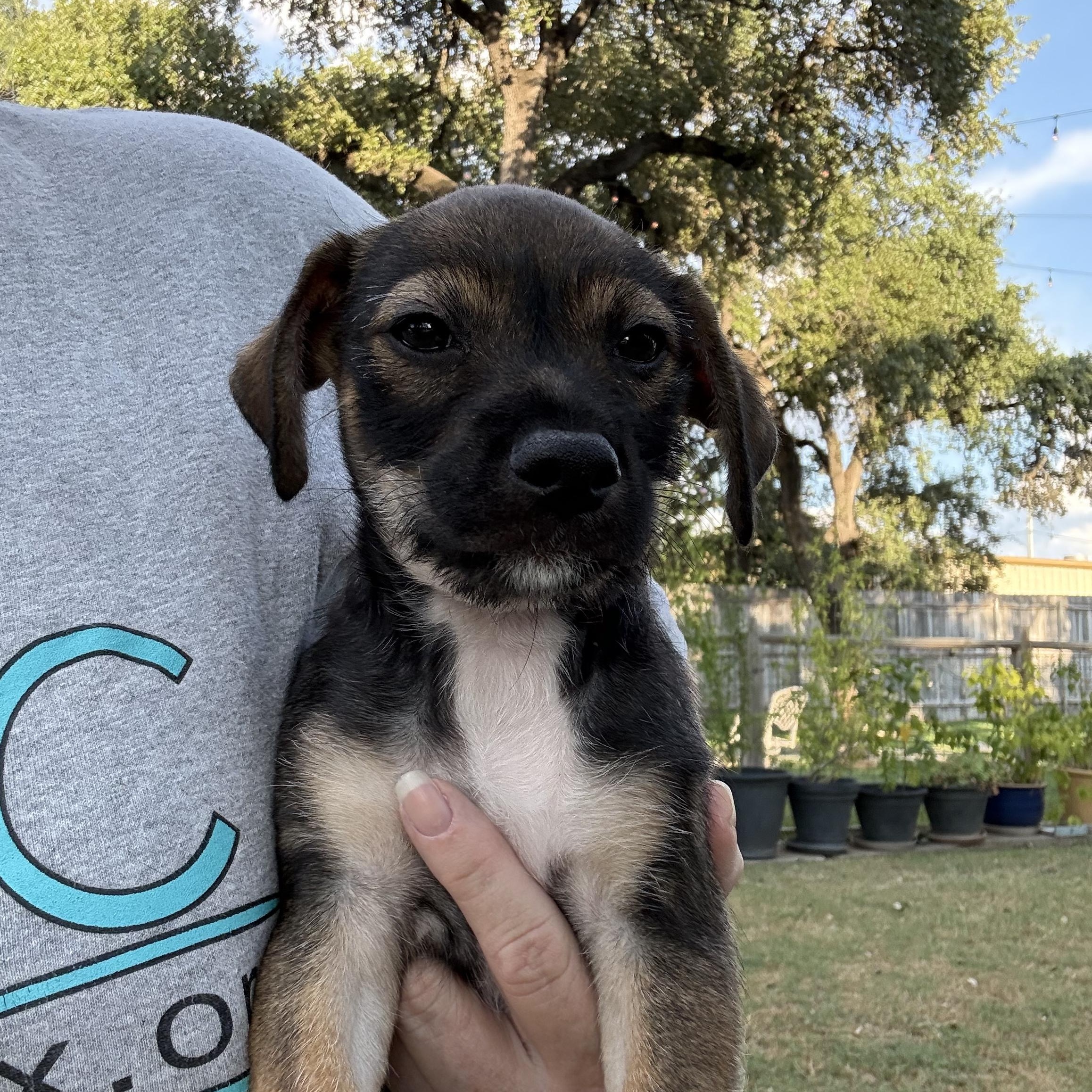 Enlarge Tator the Texas Lil Dude, a Adoptable mixed breed in Niantic , CT image 2/6