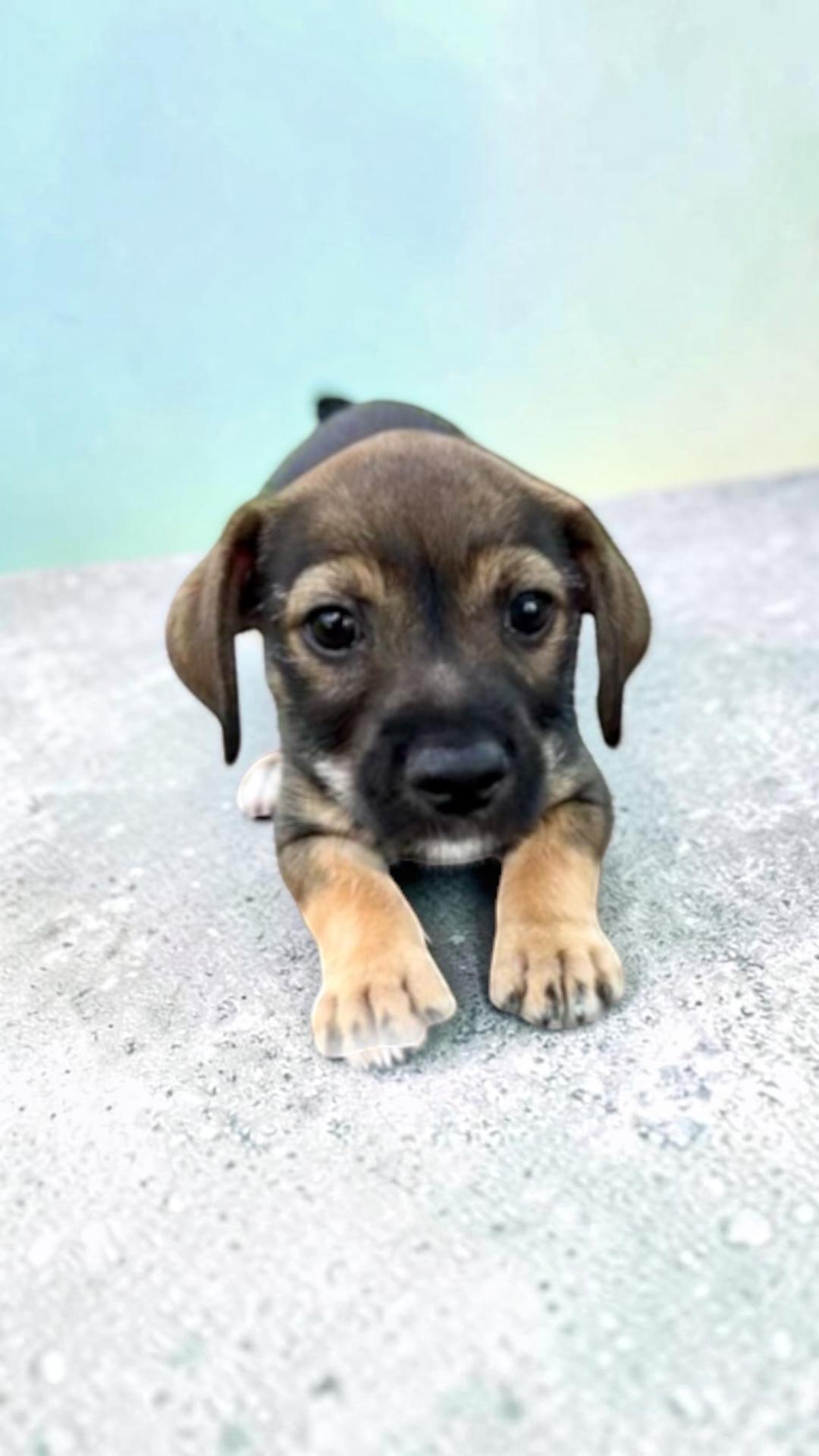 Tator the Texas Lil Dude, Adoptable, Puppy Male Chihuahua & Mixed Breed.