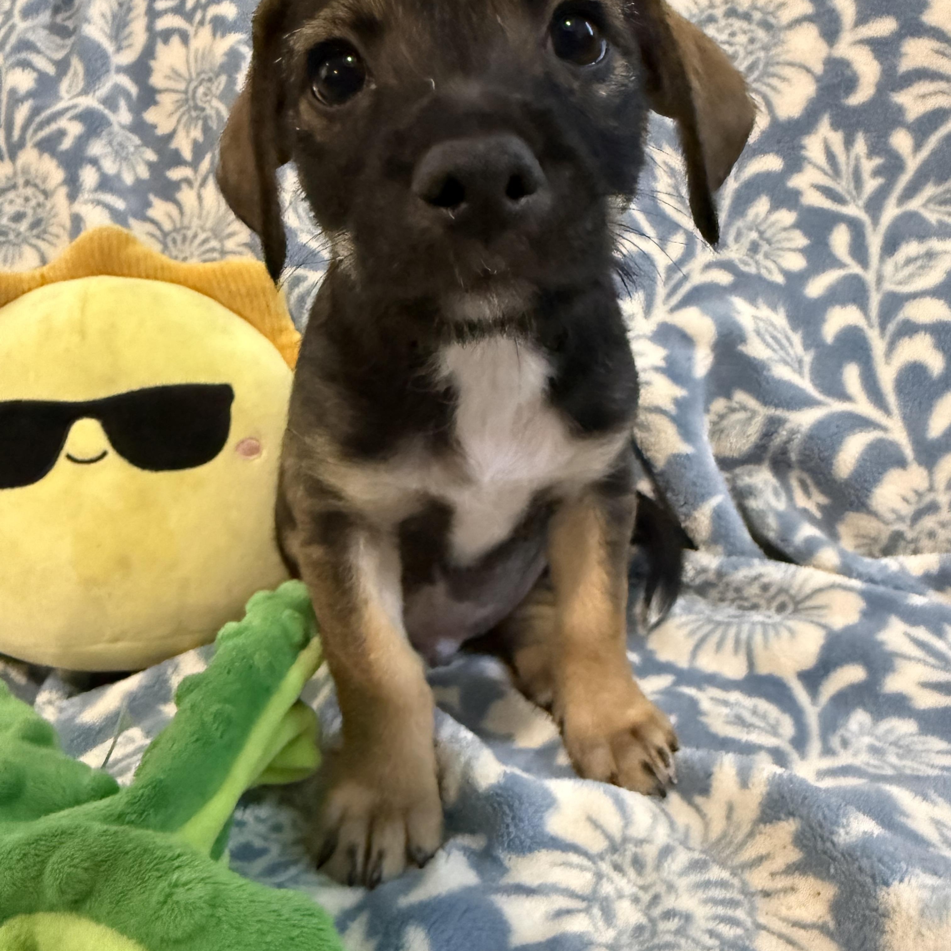 Enlarge Tator the Texas Lil Dude, a Adoptable mixed breed in Niantic , CT image 5/6