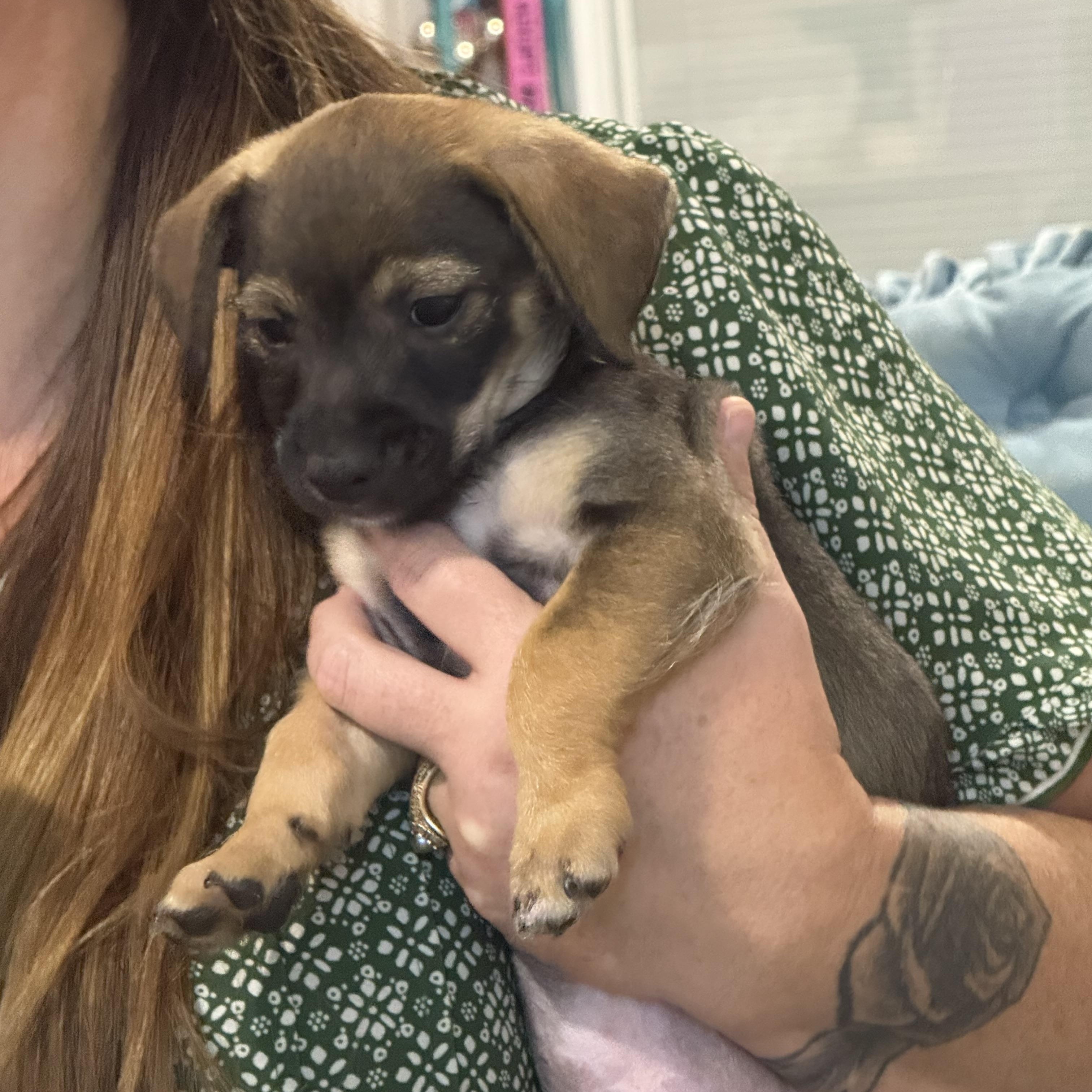 Enlarge Tator the Texas Lil Dude, a Adoptable mixed breed in Niantic , CT image 3/6