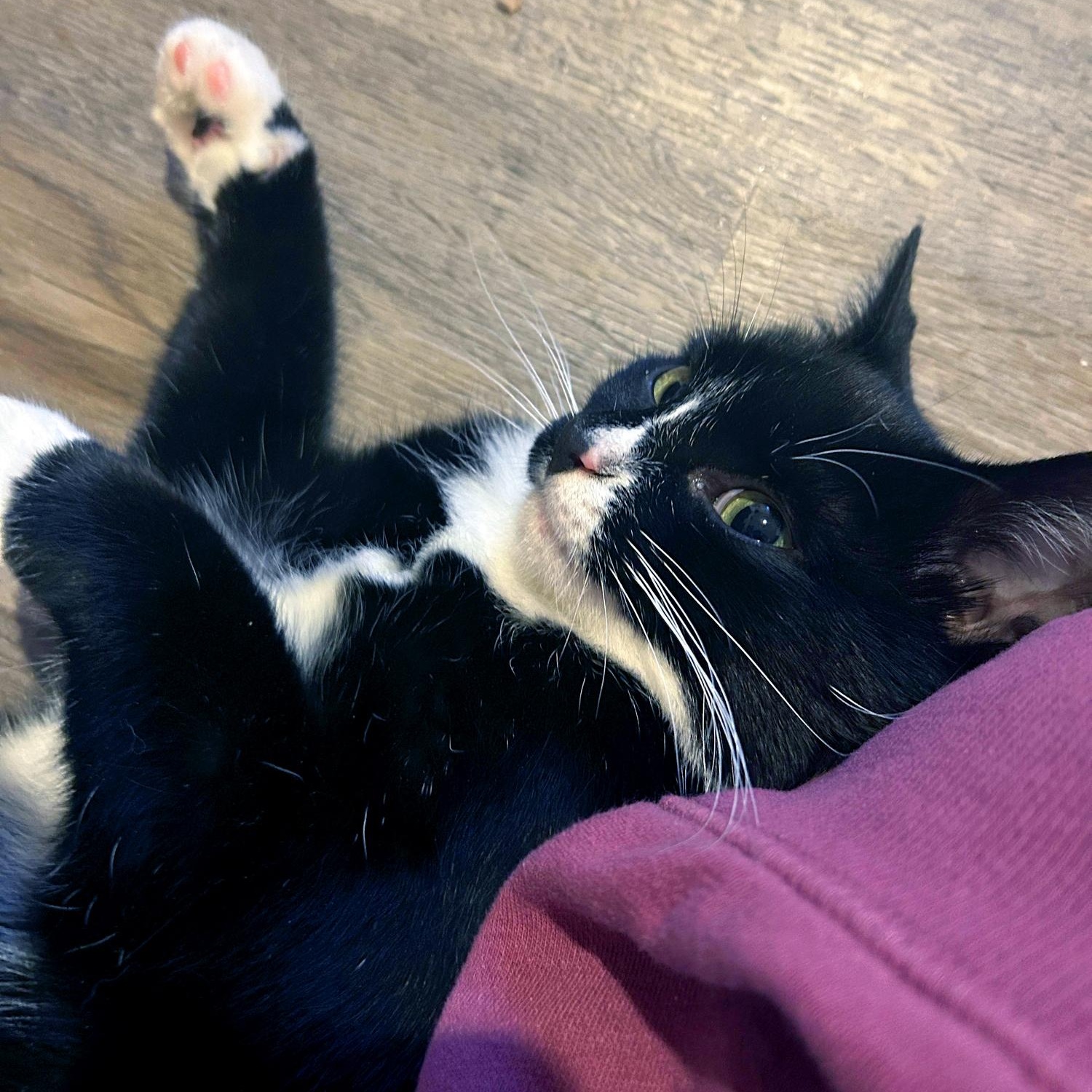 Lorenzo, a Adoptable Domestic Short Hair in Charlotte, NC image 1/5