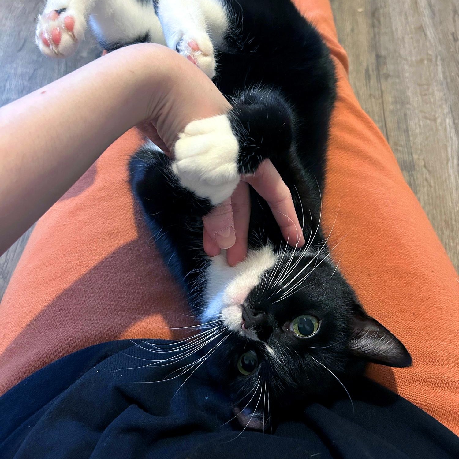 Lorenzo, a Adoptable Domestic Short Hair in Charlotte, NC image 2/5