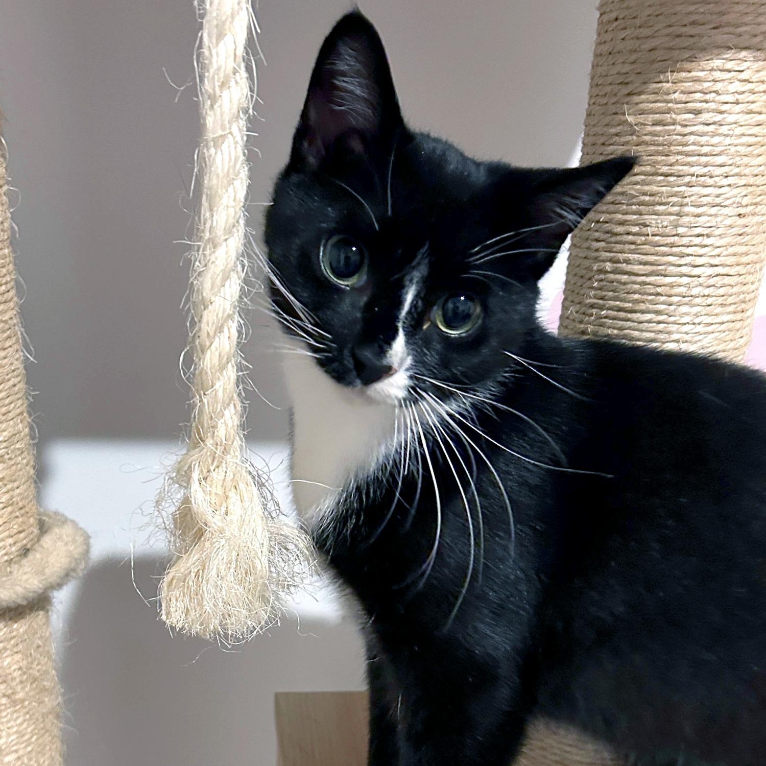 Lorenzo, a Adoptable Domestic Short Hair in Charlotte, NC image 3/5