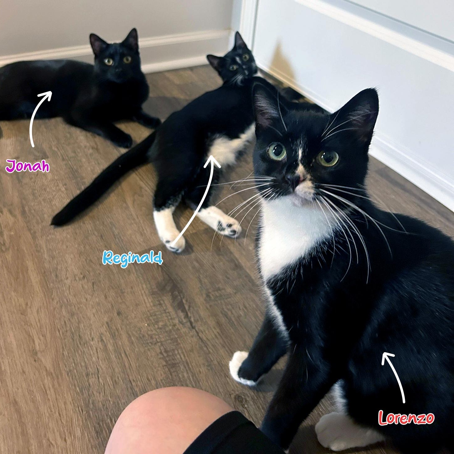 Lorenzo, a Adoptable Domestic Short Hair in Charlotte, NC image 4/5