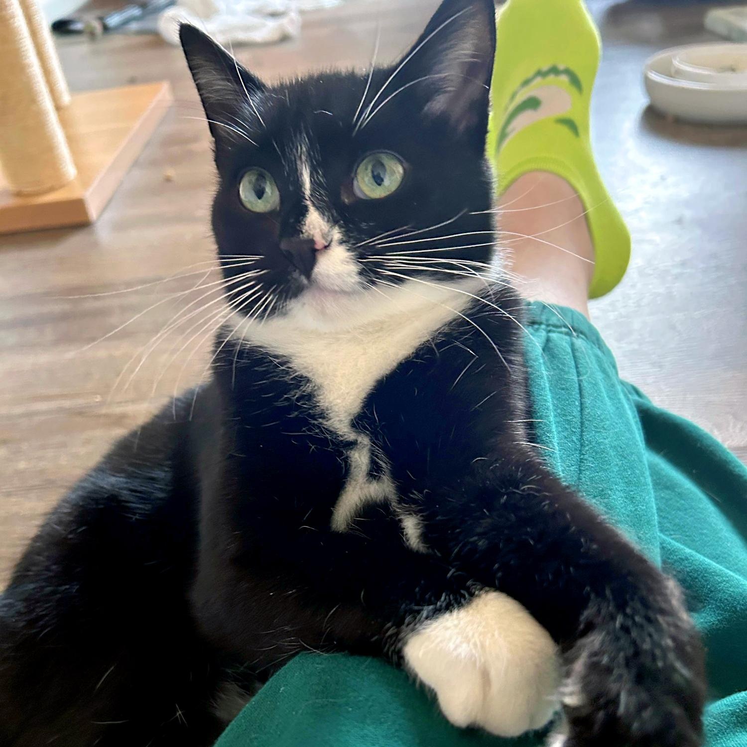 Lorenzo, a Adoptable Domestic Short Hair in Charlotte, NC image 5/5