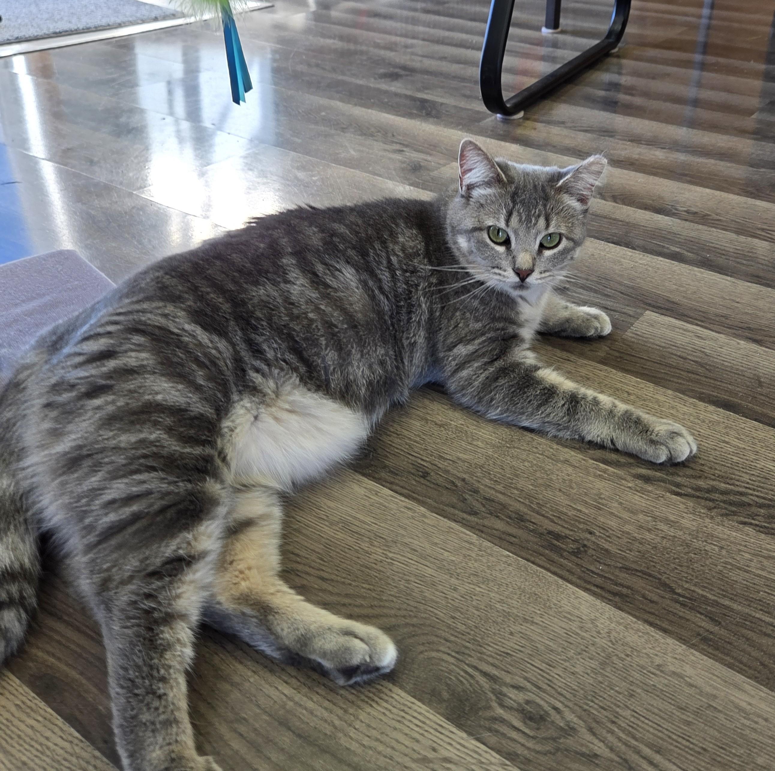Enlarge Ariel, a Adoptable mixed breed in Carsonville, MI image 3/5