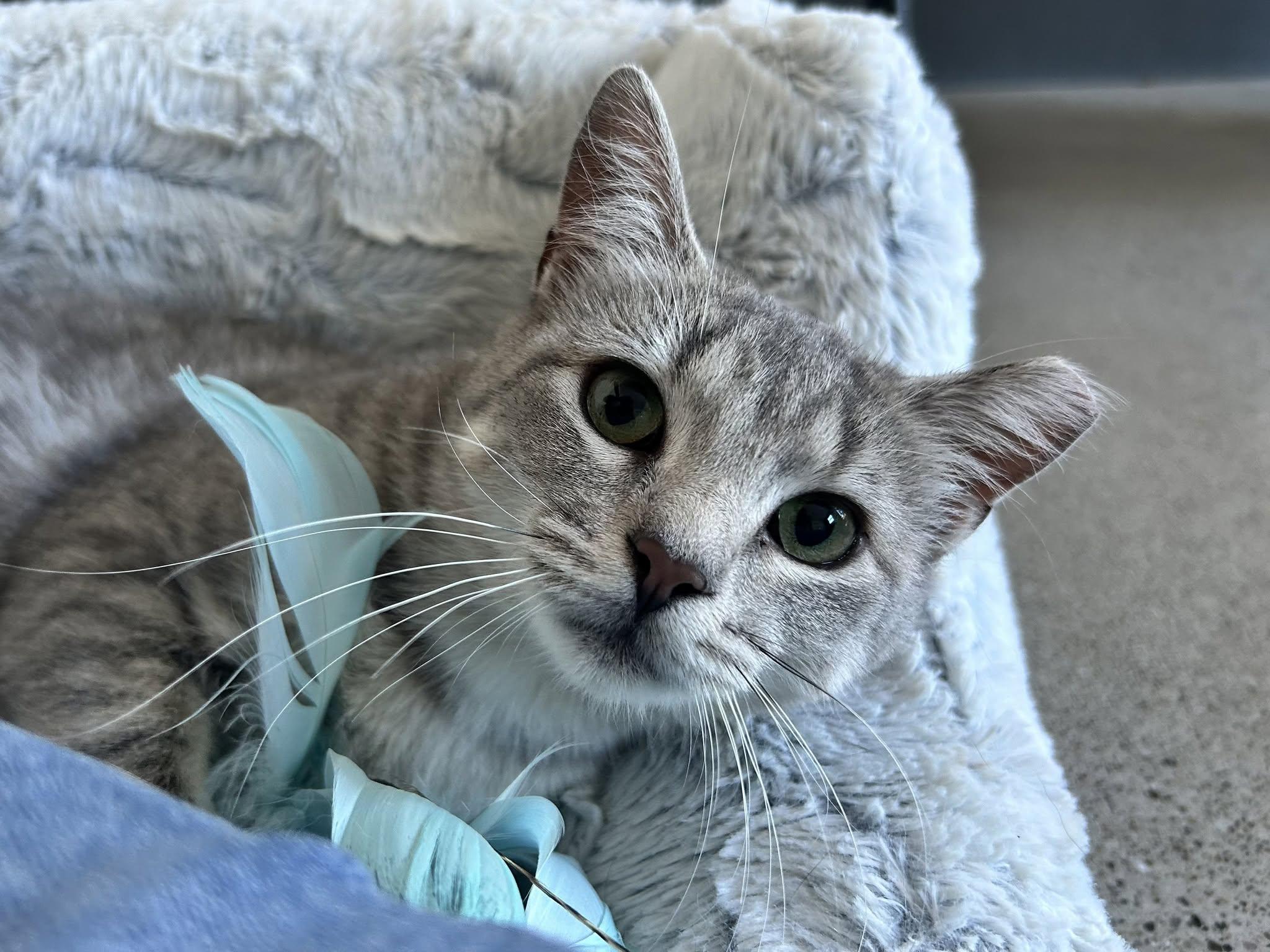 Ariel, Adoptable, Adult Female Domestic Short Hair.