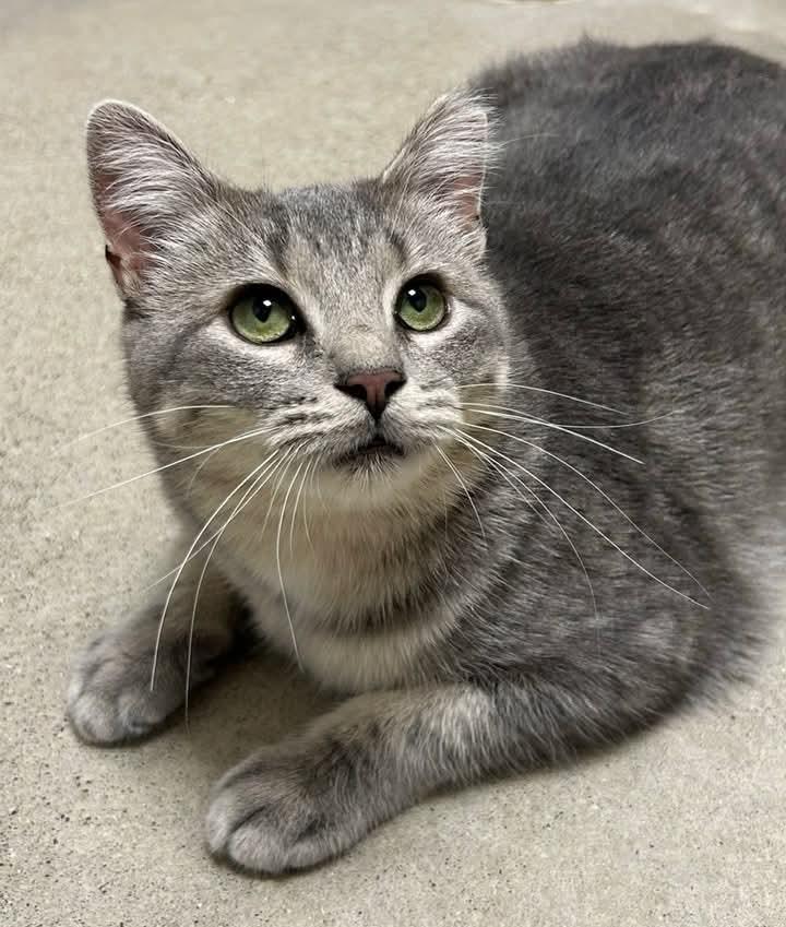 Enlarge Ariel, a Adoptable mixed breed in Carsonville, MI image 2/5