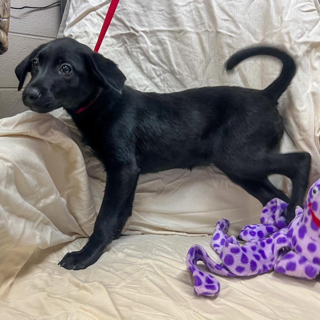 Orbit, Adoptable, Puppy Female Labrador Retriever.