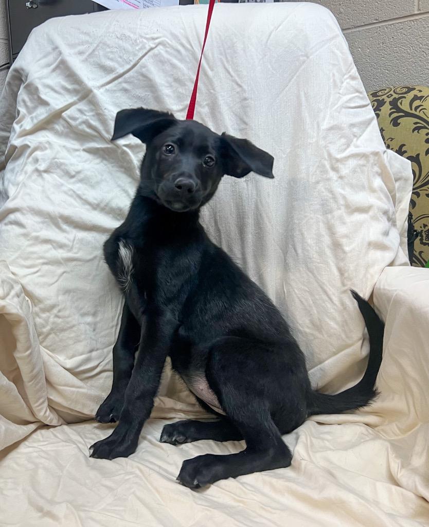 Enlarge Orbit, a Adoptable Labrador Retriever in Murray, KY image 2/3