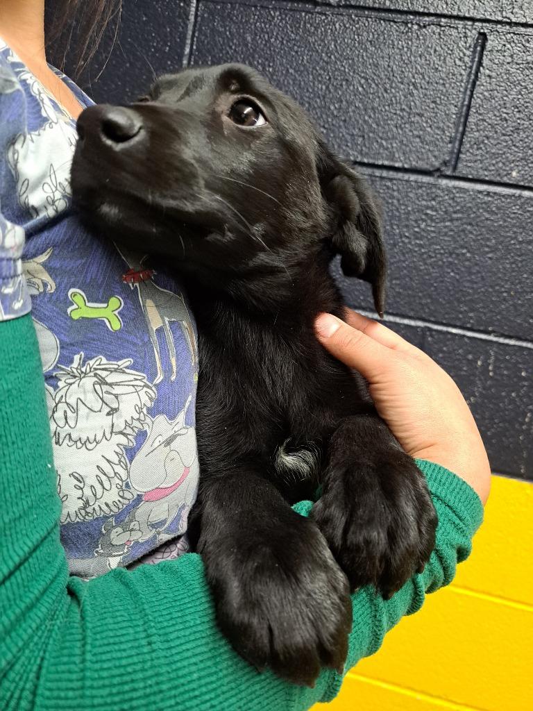Enlarge Orbit, a Adoptable Labrador Retriever in Murray, KY image 3/3