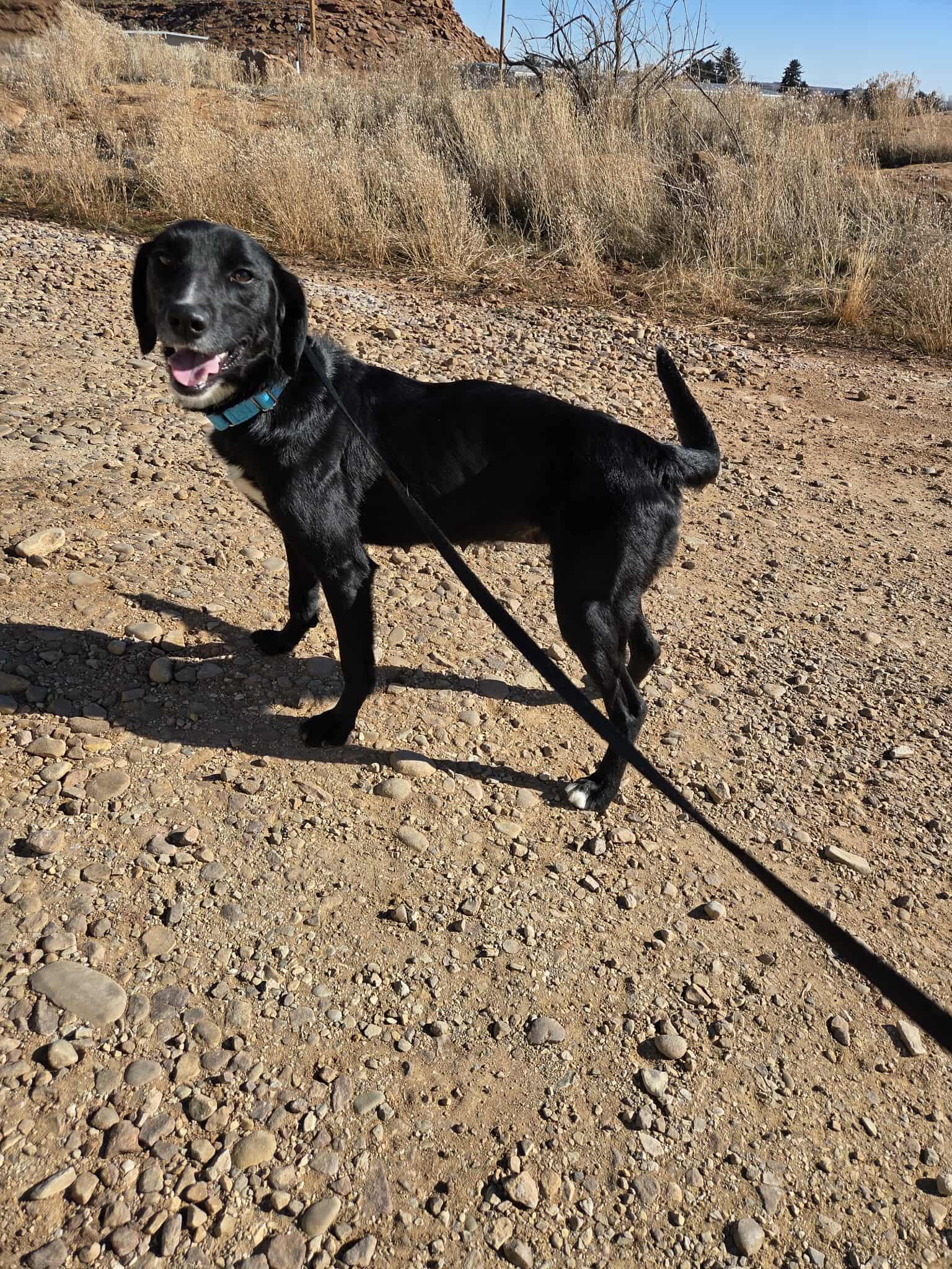 Enlarge Laci, a ADOPTABLE mixed breed in Roosevelt, UT image 2/3