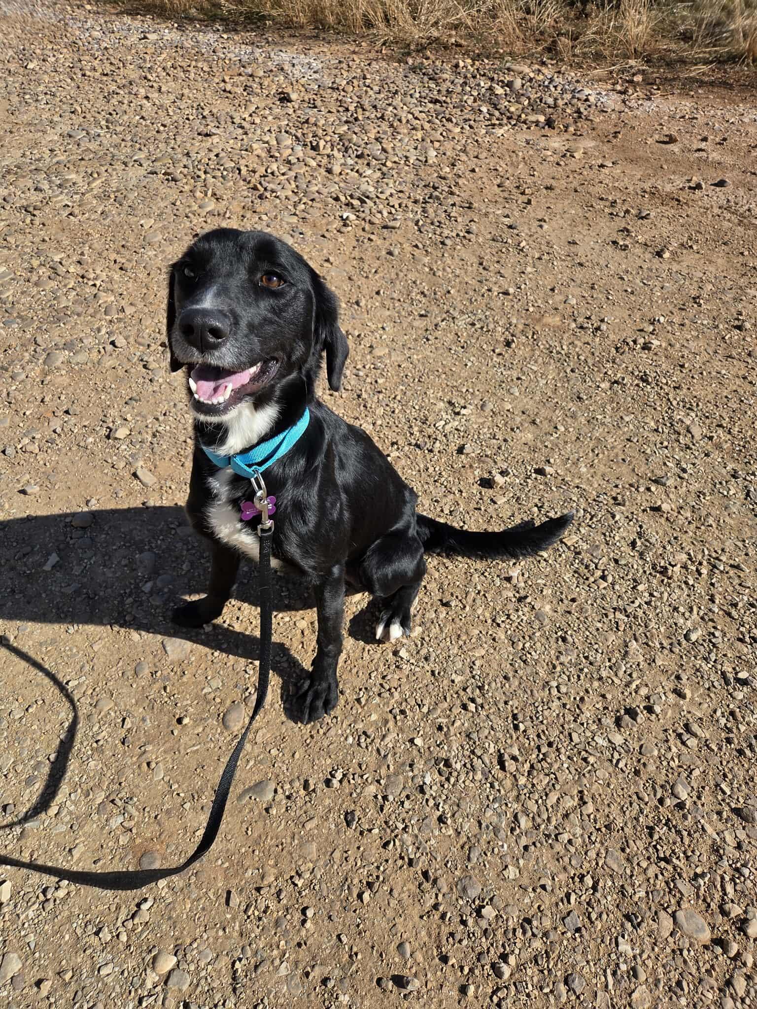 Laci, ADOPTABLE, Adult Female Labrador Retriever.