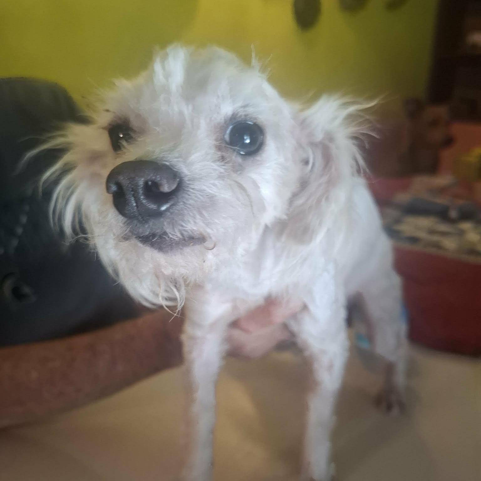 Logan — thumbnail 3