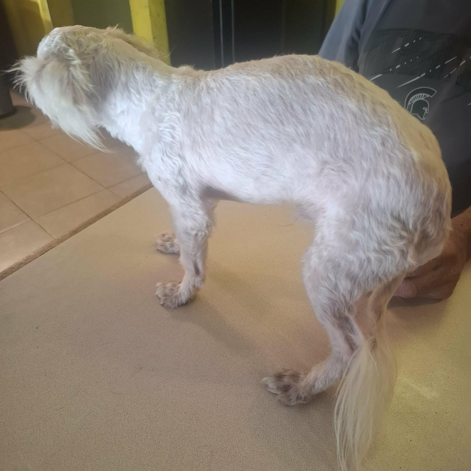 Logan — thumbnail 4