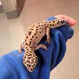 Enlarge Aztek, a ADOPTABLE Gecko in Hilliard, OH image 3/3