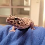 Enlarge Aztek, a ADOPTABLE Gecko in Hilliard, OH image 1/3