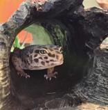Enlarge Aztek, a ADOPTABLE Gecko in Hilliard, OH image 2/3