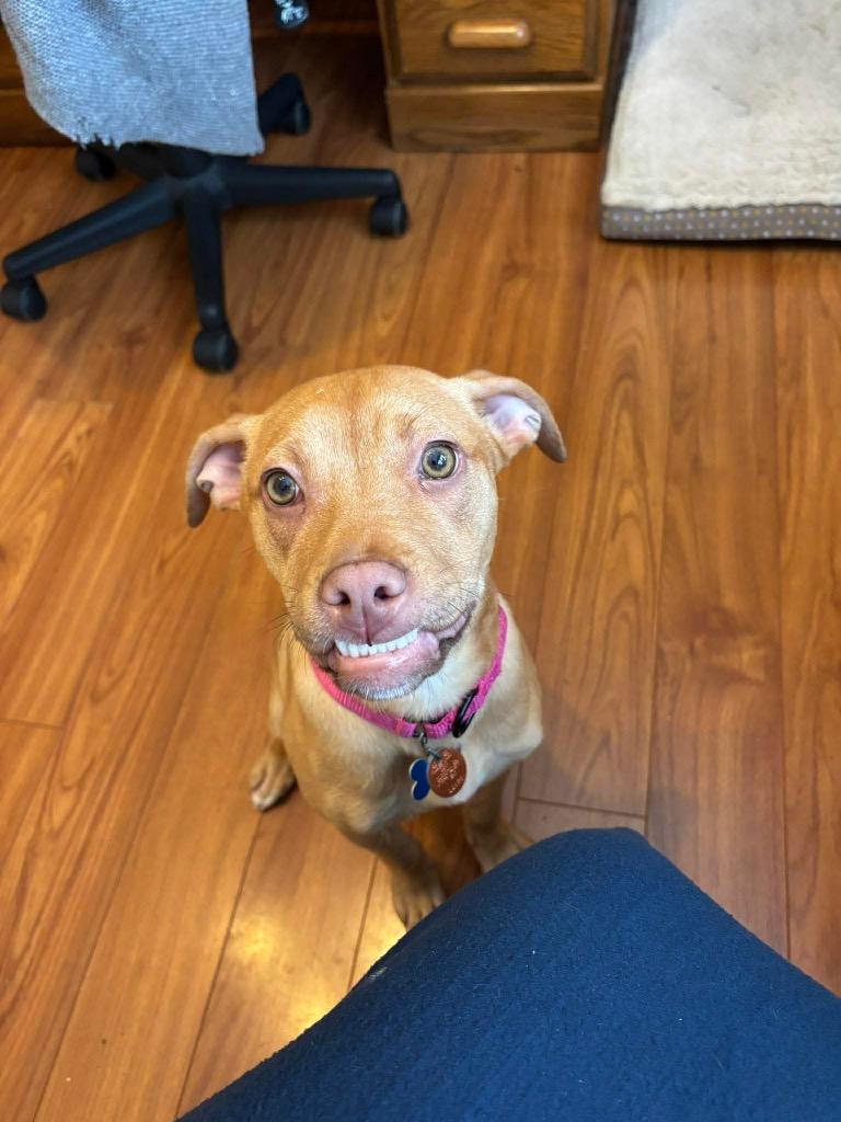 Poppy Little, Adoptable, Puppy Female Terrier.