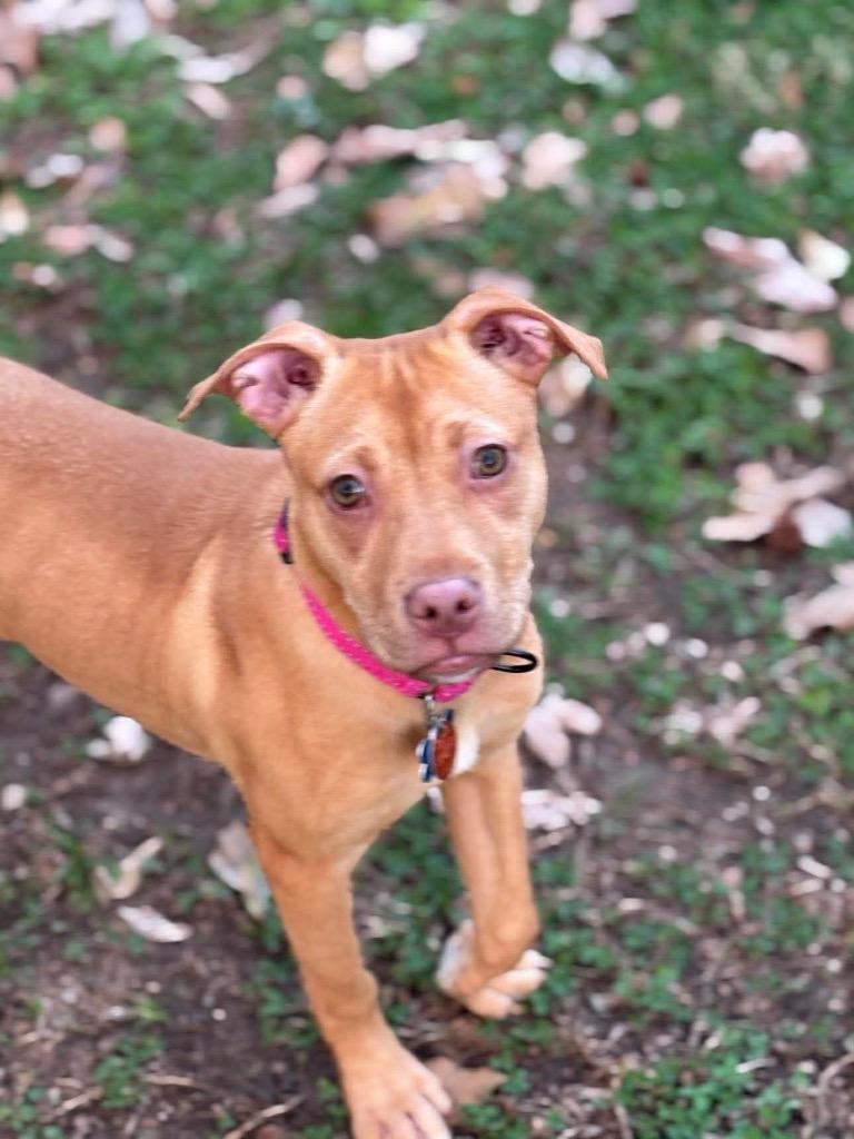 Enlarge Poppy Little, a Adoptable mixed breed in Gorham, ME image 2/5