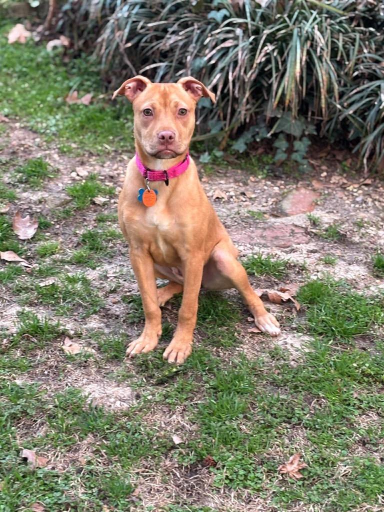 Enlarge Poppy Little, a Adoptable mixed breed in Gorham, ME image 3/5
