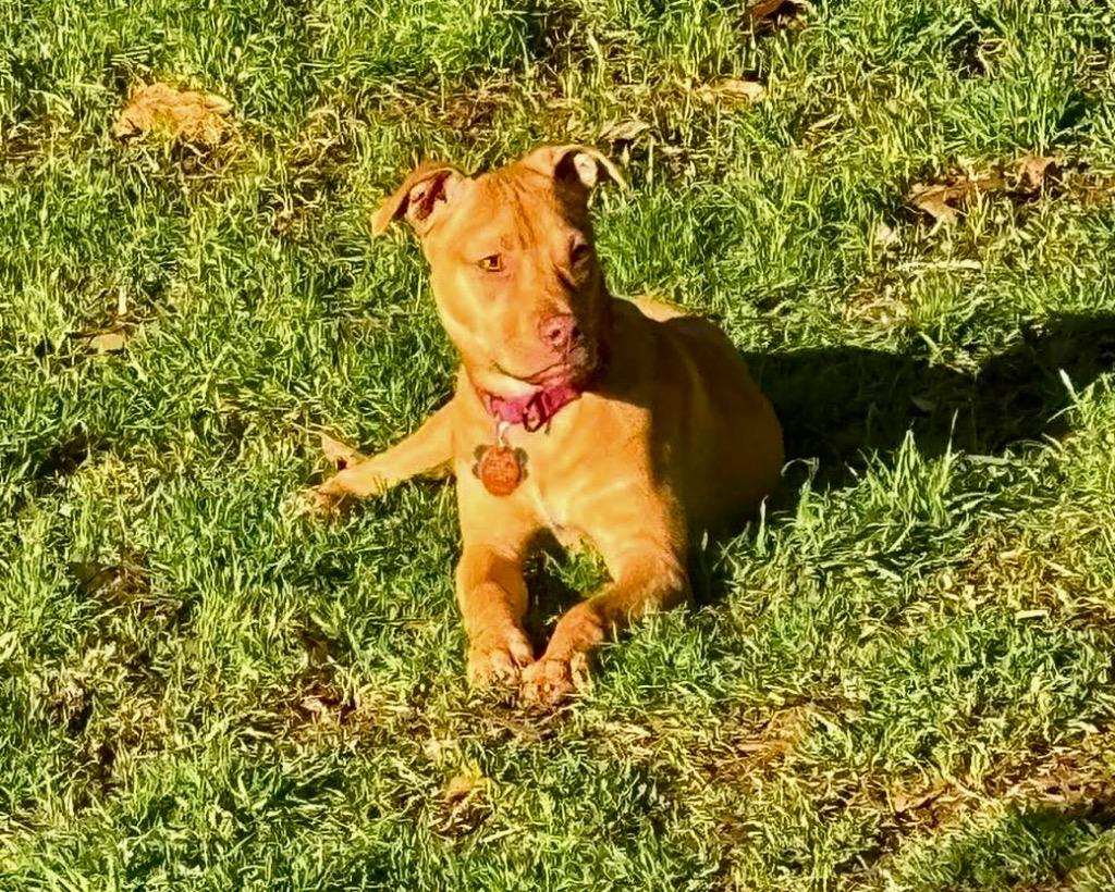 Enlarge Poppy Little, a Adoptable mixed breed in Gorham, ME image 4/5