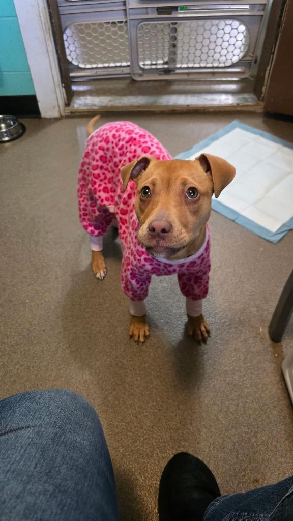 Enlarge Poppy Little, a Adoptable mixed breed in Gorham, ME image 5/5