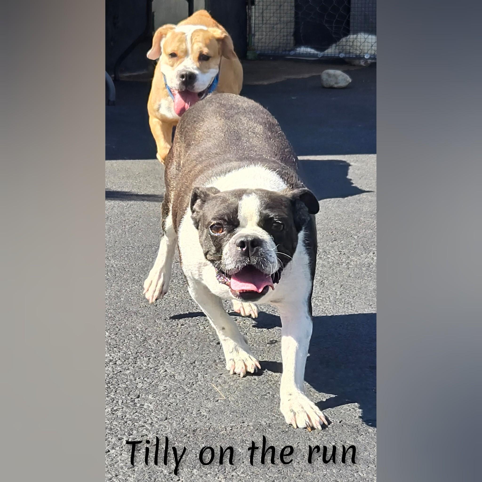 Tilly